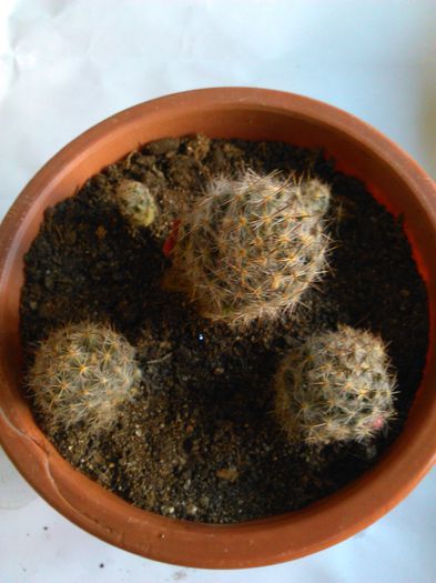 Mammillaria prolifera ssp texana 09.04.2015 - SPECIA Mammillaria prolifera ssp texana andreiandrei