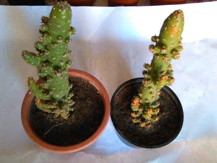 Austrocylindropuntia subulata f. 09.04.2015; 09.04.2015
