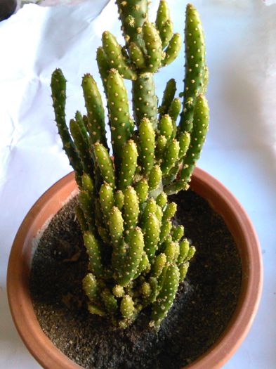 Opuntia subulata var. monstruosa - SPECIA Opuntia subulata var monstruosa