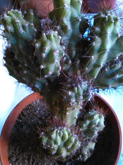 Cereus peruvianus monstrosus; andreiandrei
