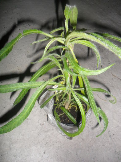 brugmansia culebra -frunze ciudate