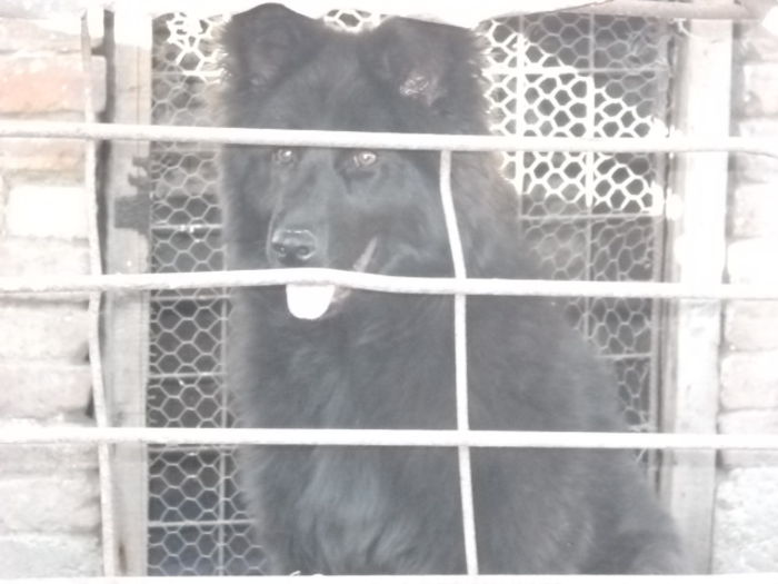 Picture 2130 - achizitie decembrie 2014 GIOBANESC GERMAN ALSACIAN