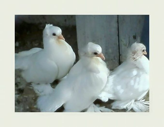 CEI TREI MUSCHETARI - 1 CONTACT