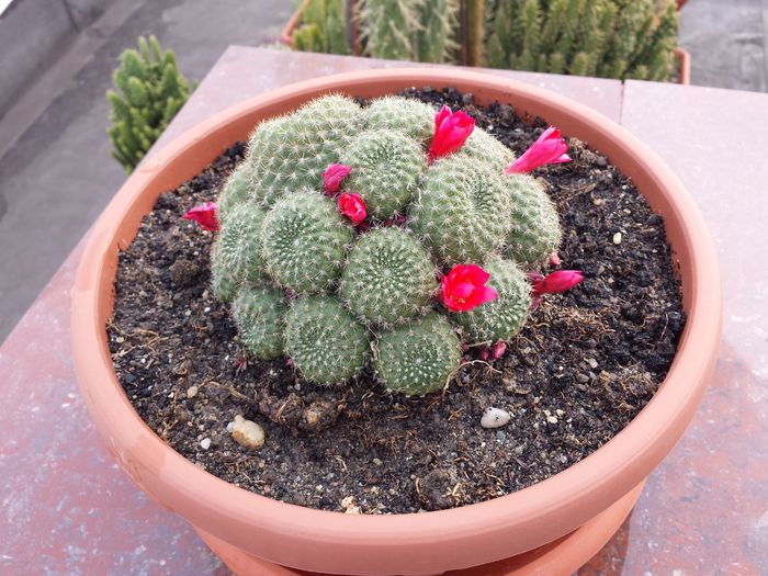 7 Rebutia krainziana (floare rosie) - Cactusi - 2015