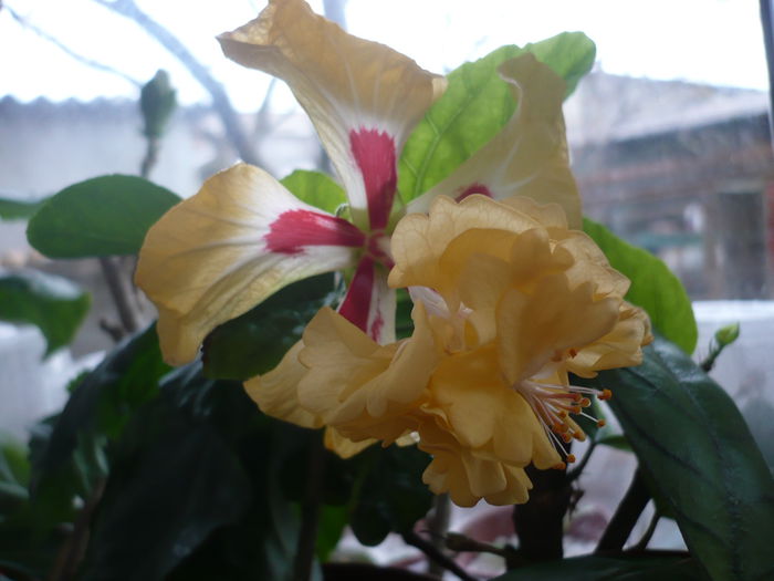 P1210798 - HIBISCUSI 2015-1