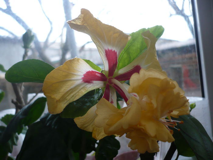 P1210799 - HIBISCUSI 2015-1
