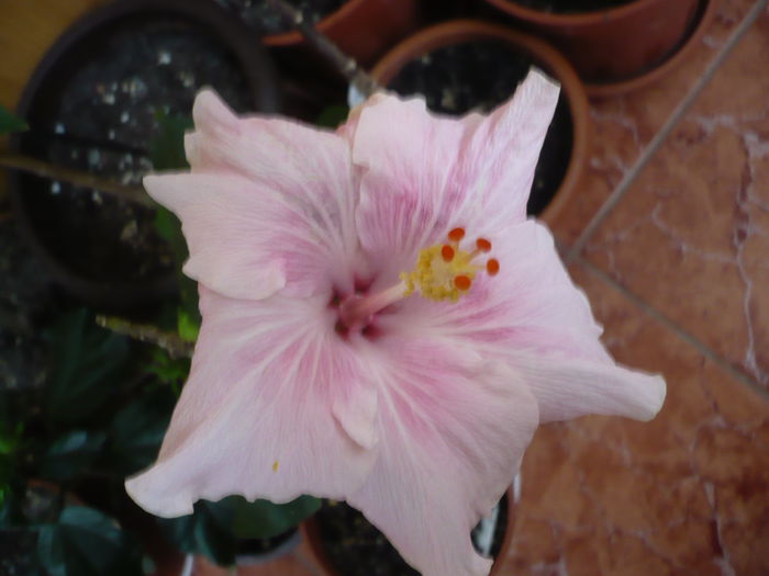 P1210801 - HIBISCUSI 2015-1