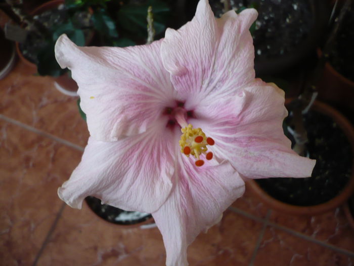 Tahitian Francoise Princess - HIBISCUSI 2015-1