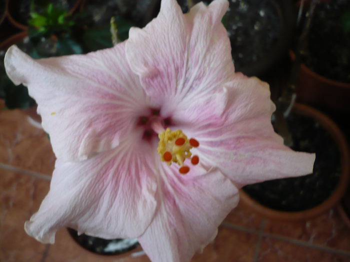 P1210803 - HIBISCUSI 2015-1