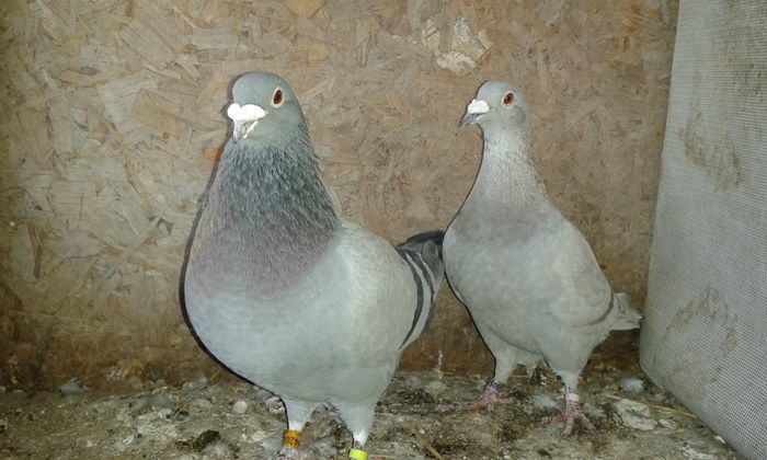 stalp-agintie; maurice delbar cu felela bricoux
