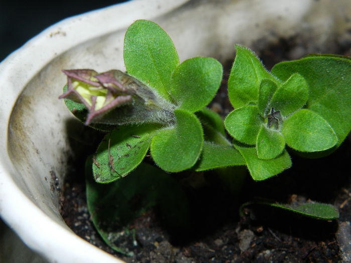 DSCN3588 - 2015_APRILIE