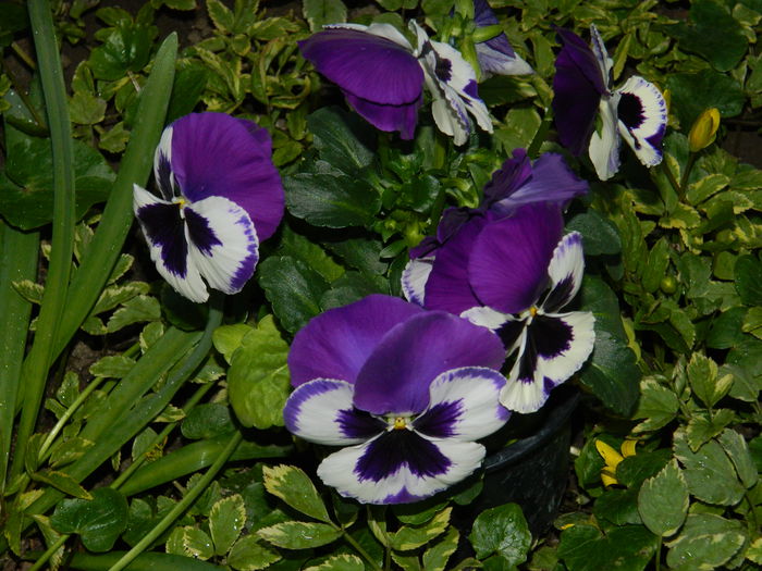 DSCN3595 - 2015_APRILIE