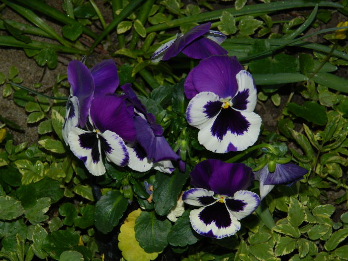 DSCN3597 - 2015_APRILIE