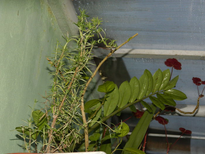 DSCN3633 - 2015_APRILIE