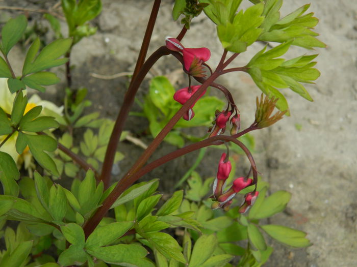 DSCN3635 - 2015_APRILIE