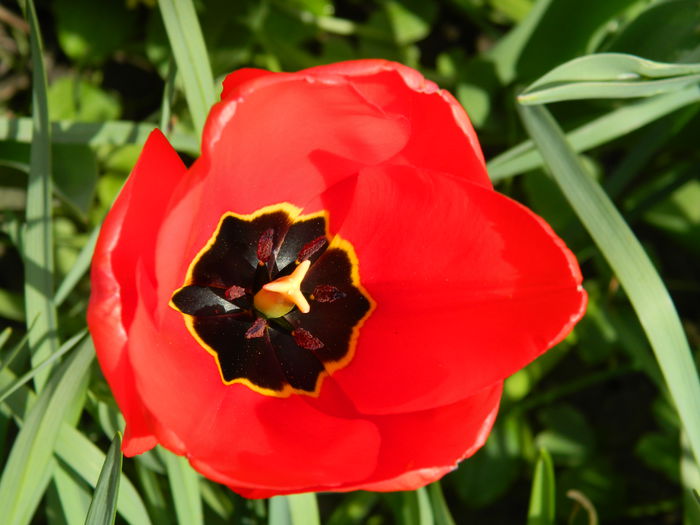 DSCN3638 - 2015_APRILIE