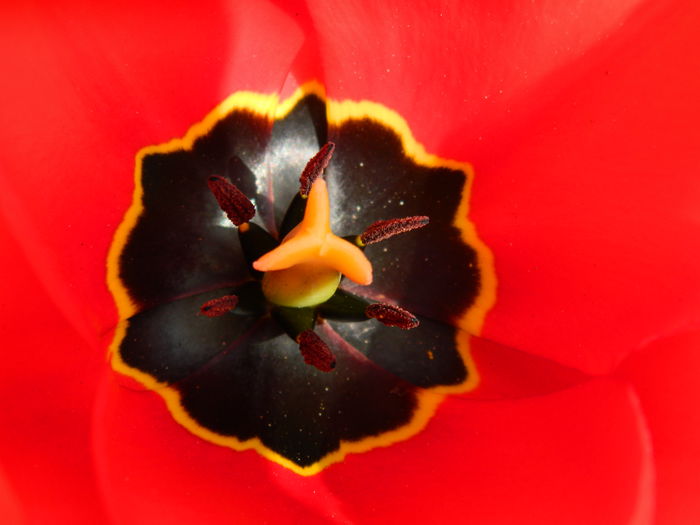 DSCN3639 - 2015_APRILIE