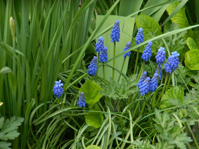 DSCN3641 - 2015_APRILIE