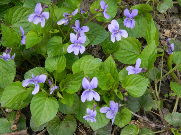 DSCN3643 - 2015_APRILIE