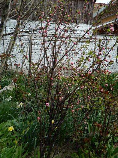 DSCN3644 - 2015_APRILIE