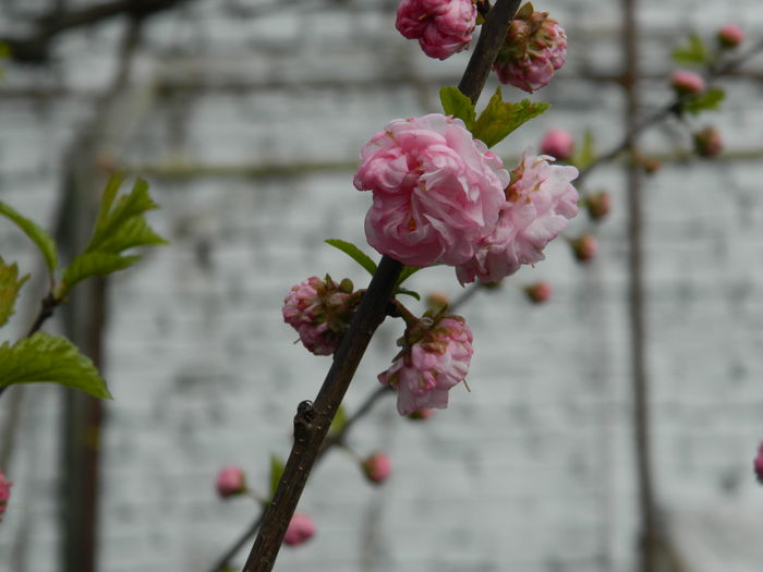 DSCN3646 - 2015_APRILIE