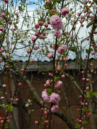 DSCN3647 - 2015_APRILIE