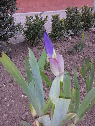 17 Iris germanica (mov clasic) - Irisi - 2015