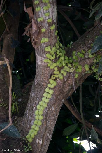 dischidiaspec. sulawesi - z-- hoya la mama lor acasa