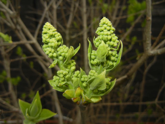 White Lilac Tree (2015, April 01)