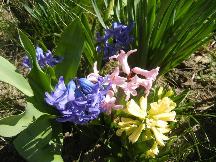 Hyacinths_Zambile (2015, April 03)
