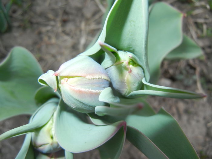 Tulip bud (2015, April 05)