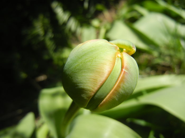 Tulip bud (2015, April 05)