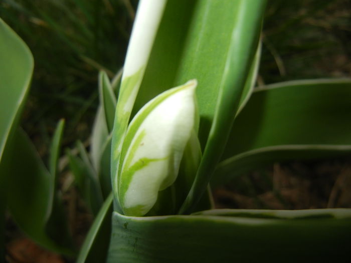Tulip bud (2015, April 05)