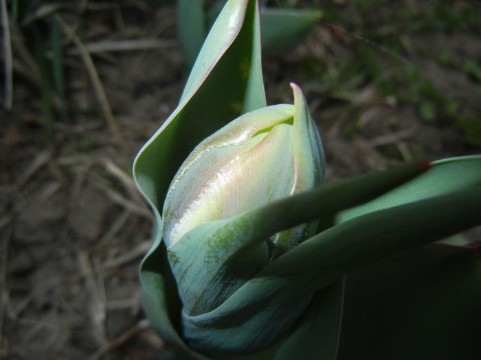 Tulip bud (2015, April 05)