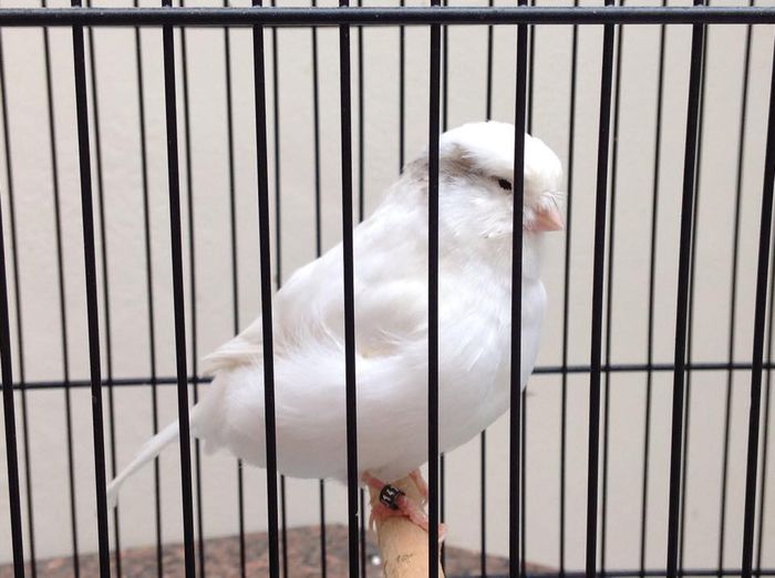 Canar rasa Norwich - FRUMUSETI  MONDIALE