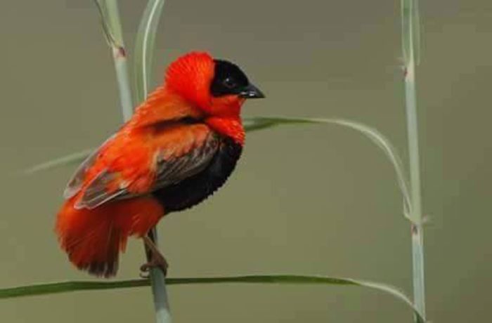  - FRUMUSETI  MONDIALE