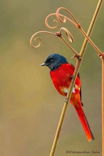  - FRUMUSETI  MONDIALE