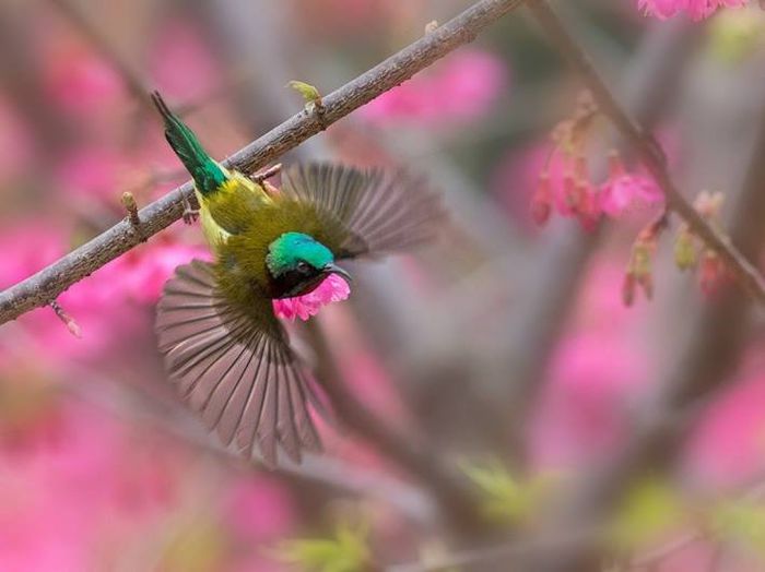  - FRUMUSETI  MONDIALE