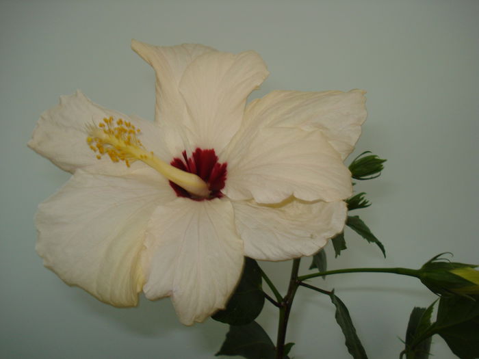  - HIBISCUS 2015