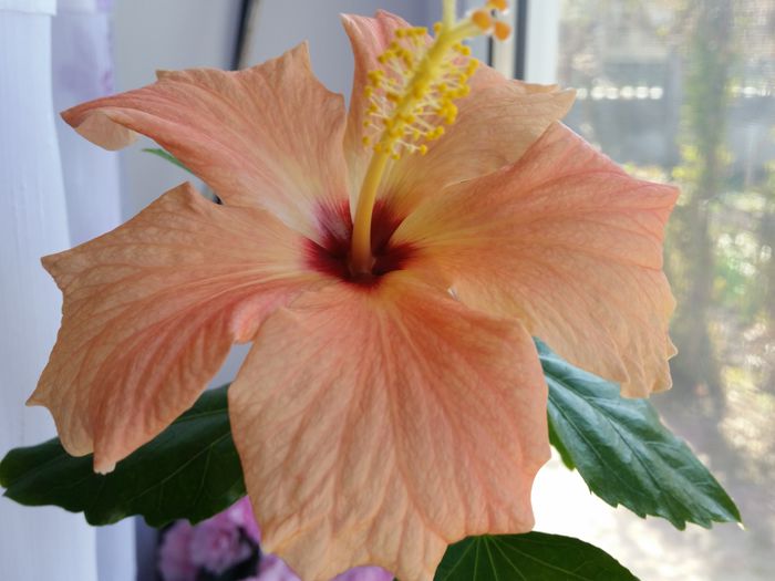 20150410_114531 - hibiscus