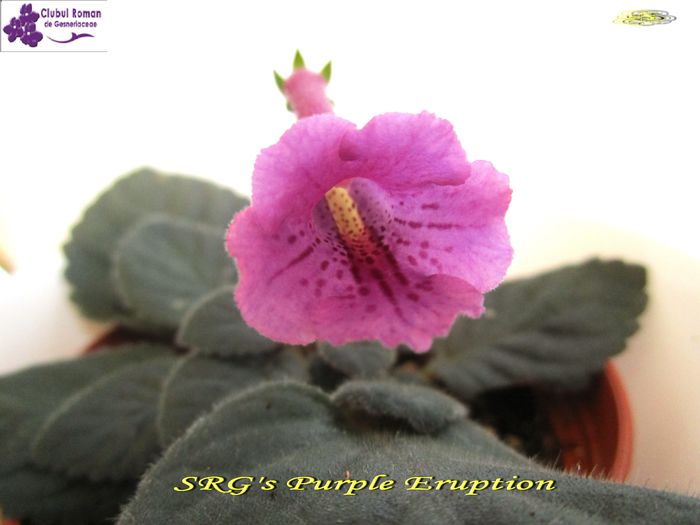 SRG s Purple Eruption - Sinningii 2015