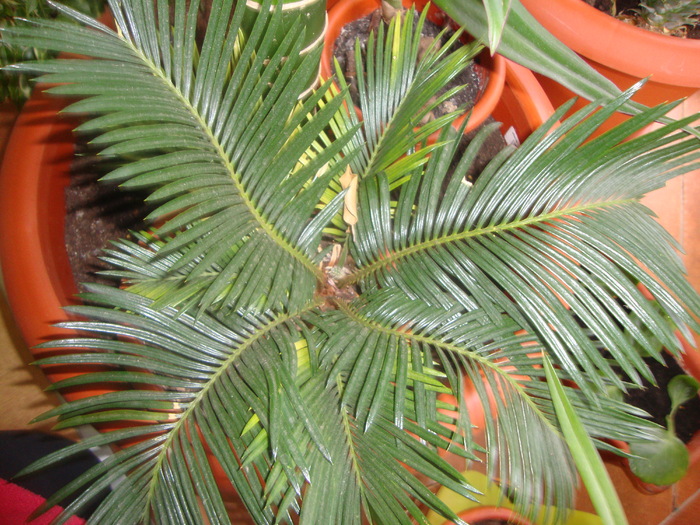 CYCAS