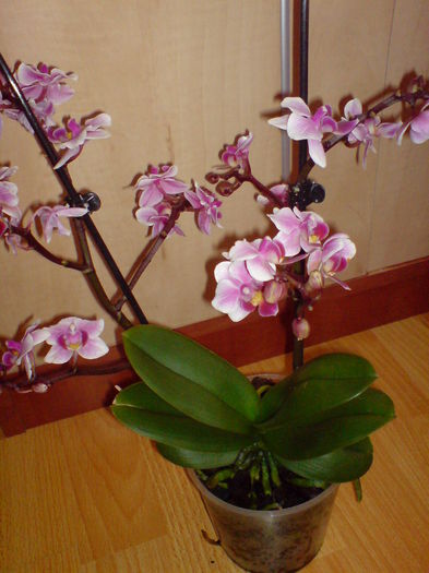 DSC00133 - orhidee