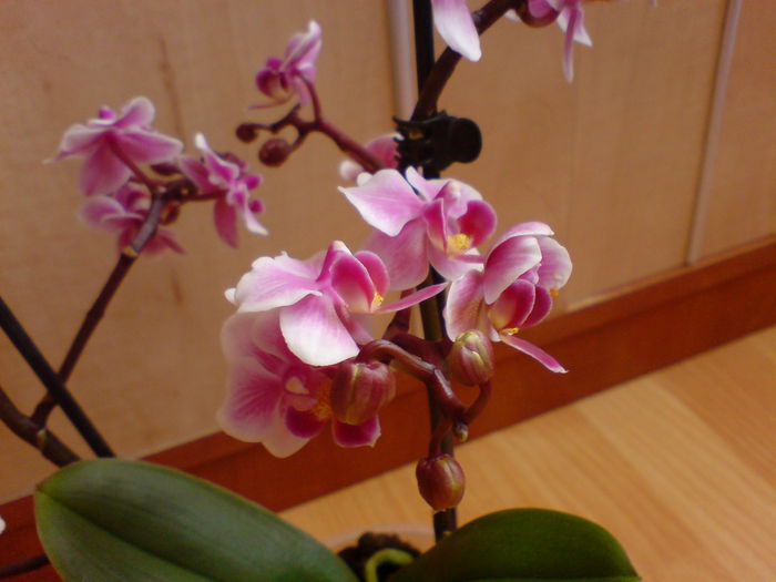 DSC00134 - orhidee