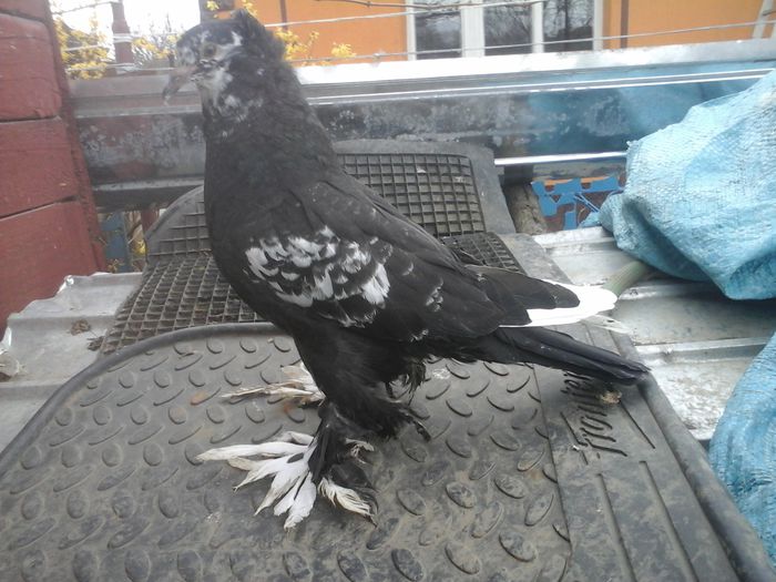 20150407_160918 - urias si incaltati cu mot