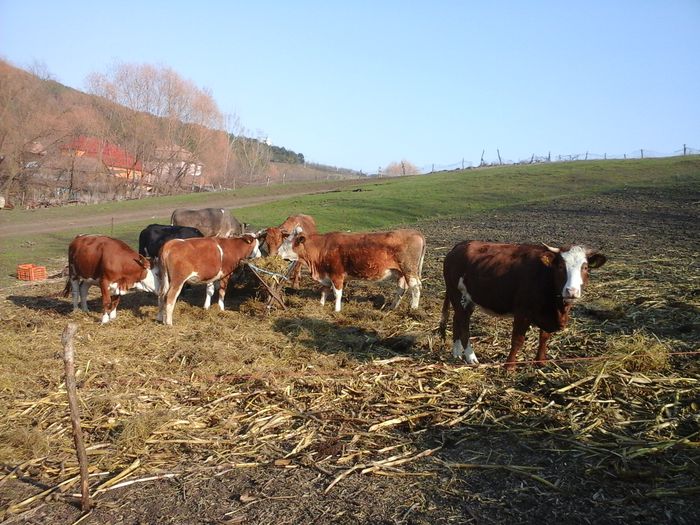 20150324_161514 - un alt inceput