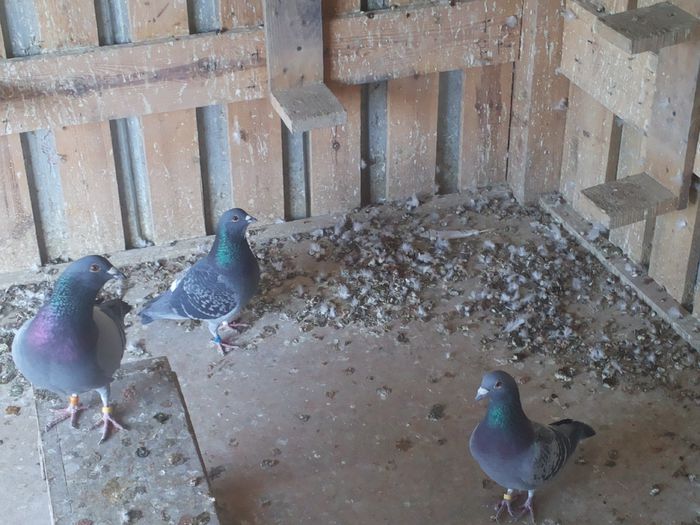 3 masculi - Aa porumbei de vanzare aprilie 2015