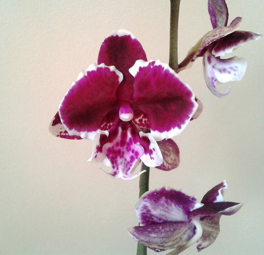 2015-04-10 17.19.18 - Phalaenopsis