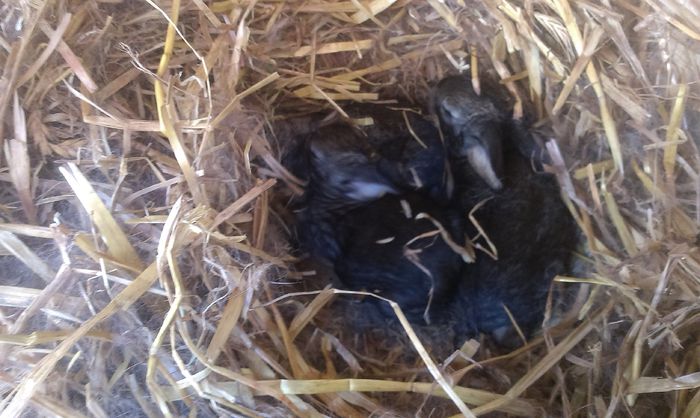 Cuib M1 si F2 11 zile - Cuib UGG 30-03-2015