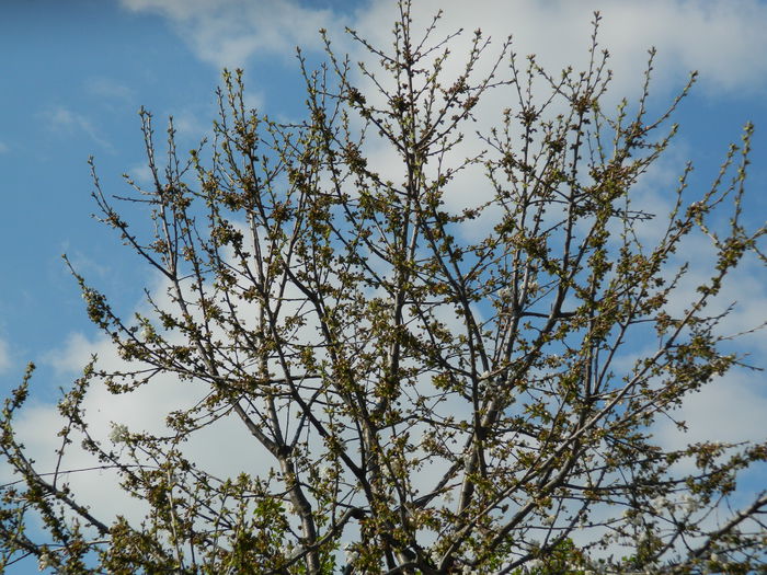 DSCN3691 - 2015_APRILIE_2